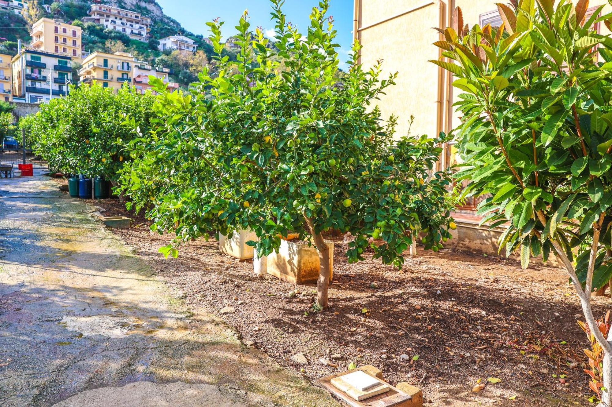 B&B Giardino Dei Cedri Trabia Eksteriør billede